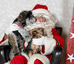 When Santa Meets Our Pets: A Holiday Heist