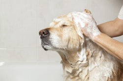 Understanding Your Dogs Skin and Coat Issues