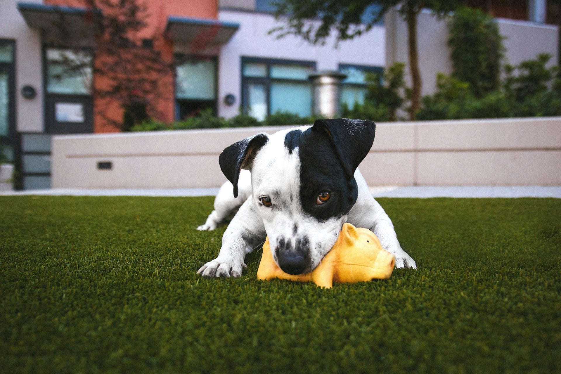 Fun and Engaging Pet Toys and Games