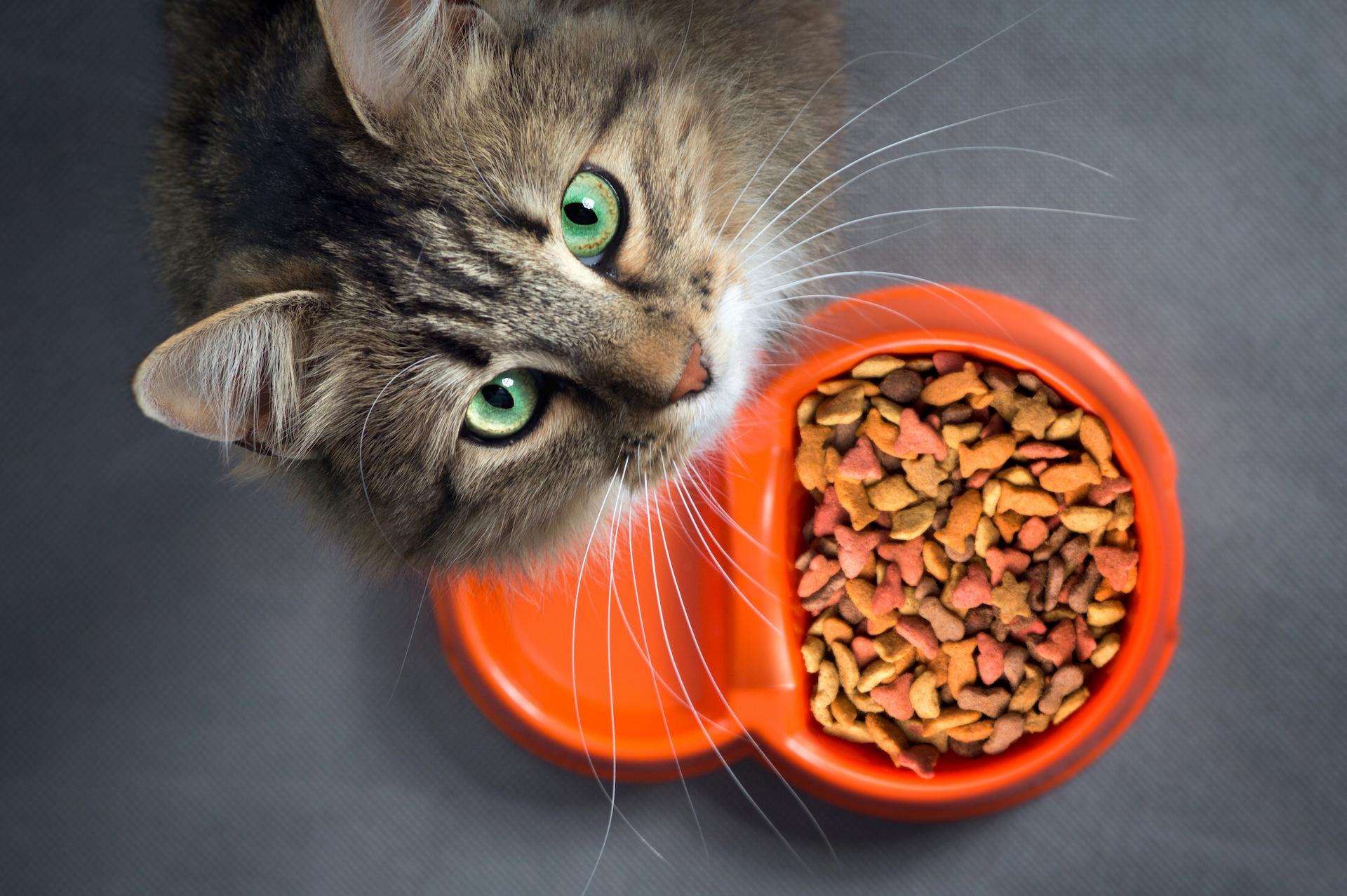 Best Selling Dry Cat Food