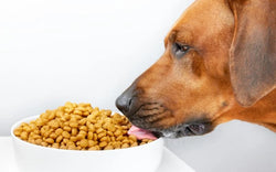 best-selling-dry-dog-food-1