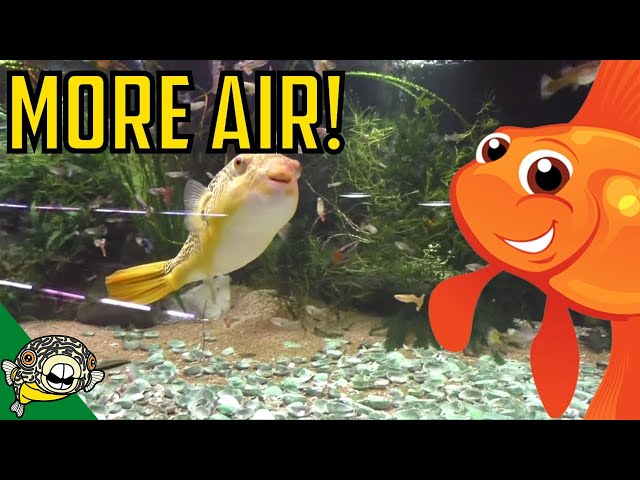 Aquarium Cleaners & Pumps