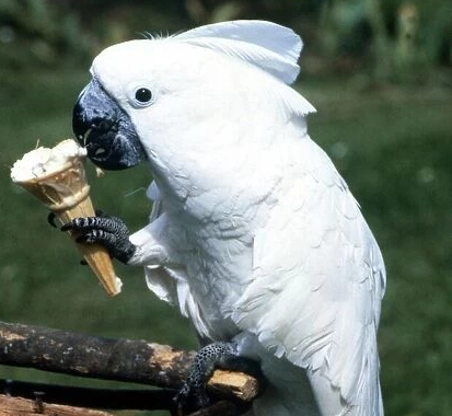 Bird Treats