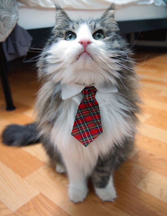 Standard Cat Collars