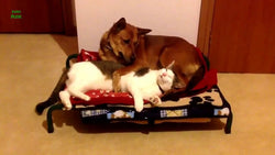 Pet Beds