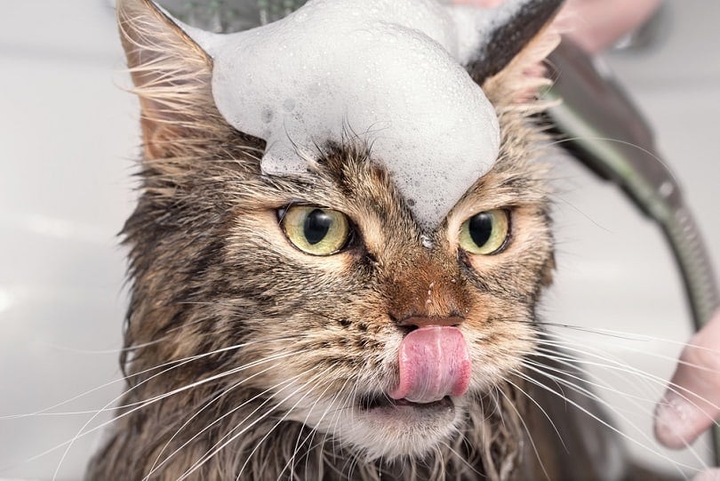 Cat Shampoo