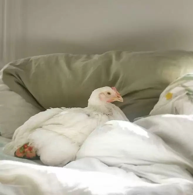 Chicken Nesting & Bedding