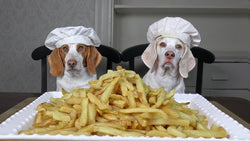 Dog Food Toppers