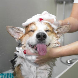 Dog Grooming Supplies