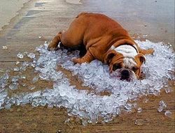 Dog Heat Relief