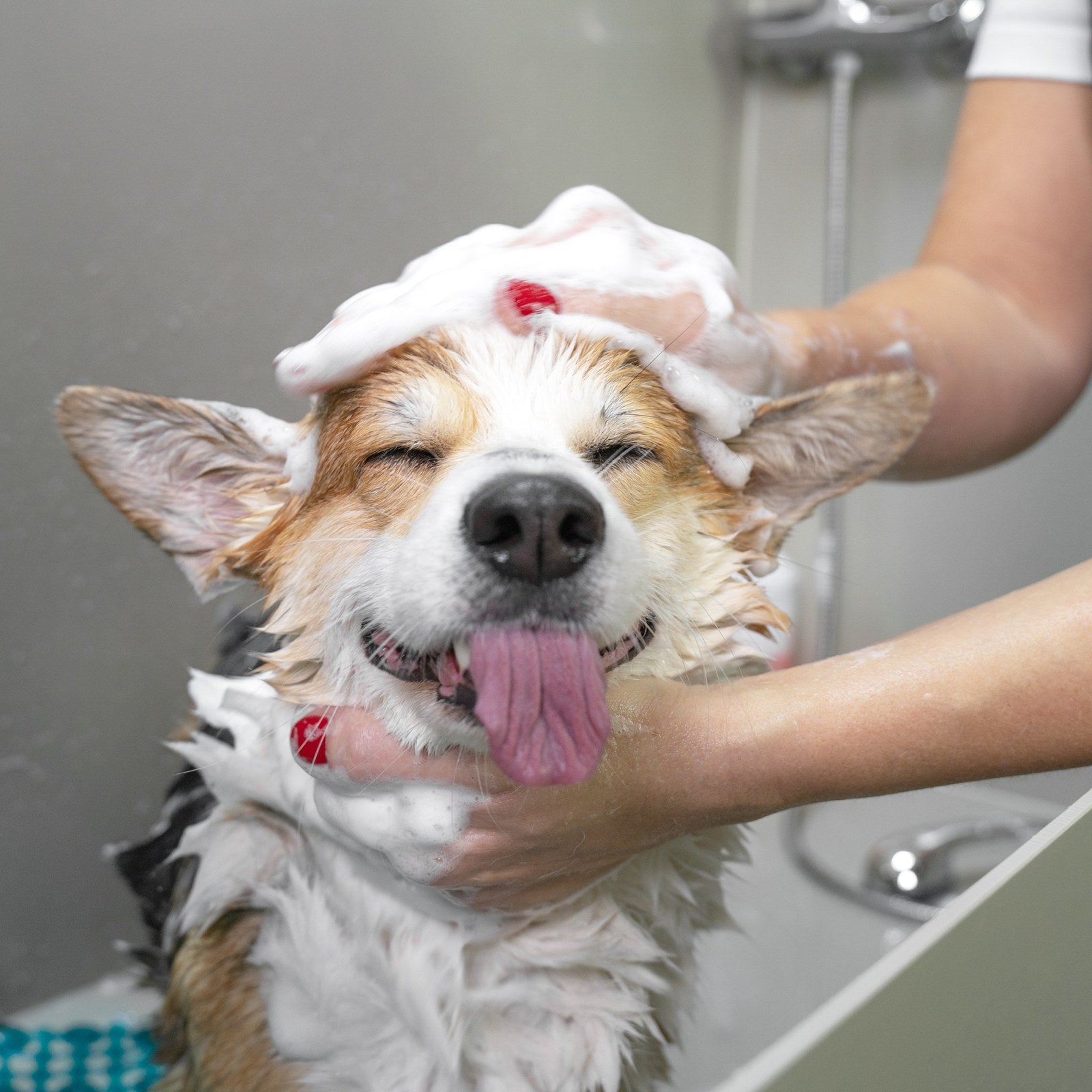 Dog Shampoo