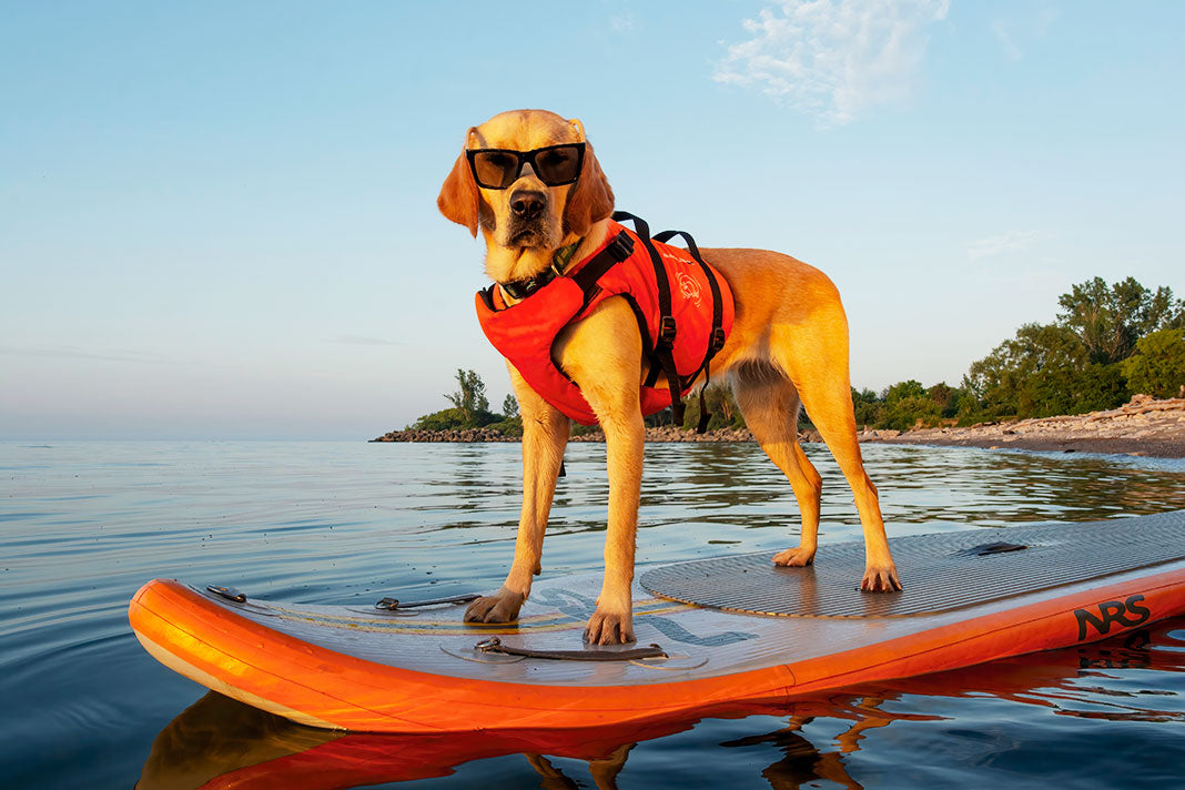 Dog Life Vests