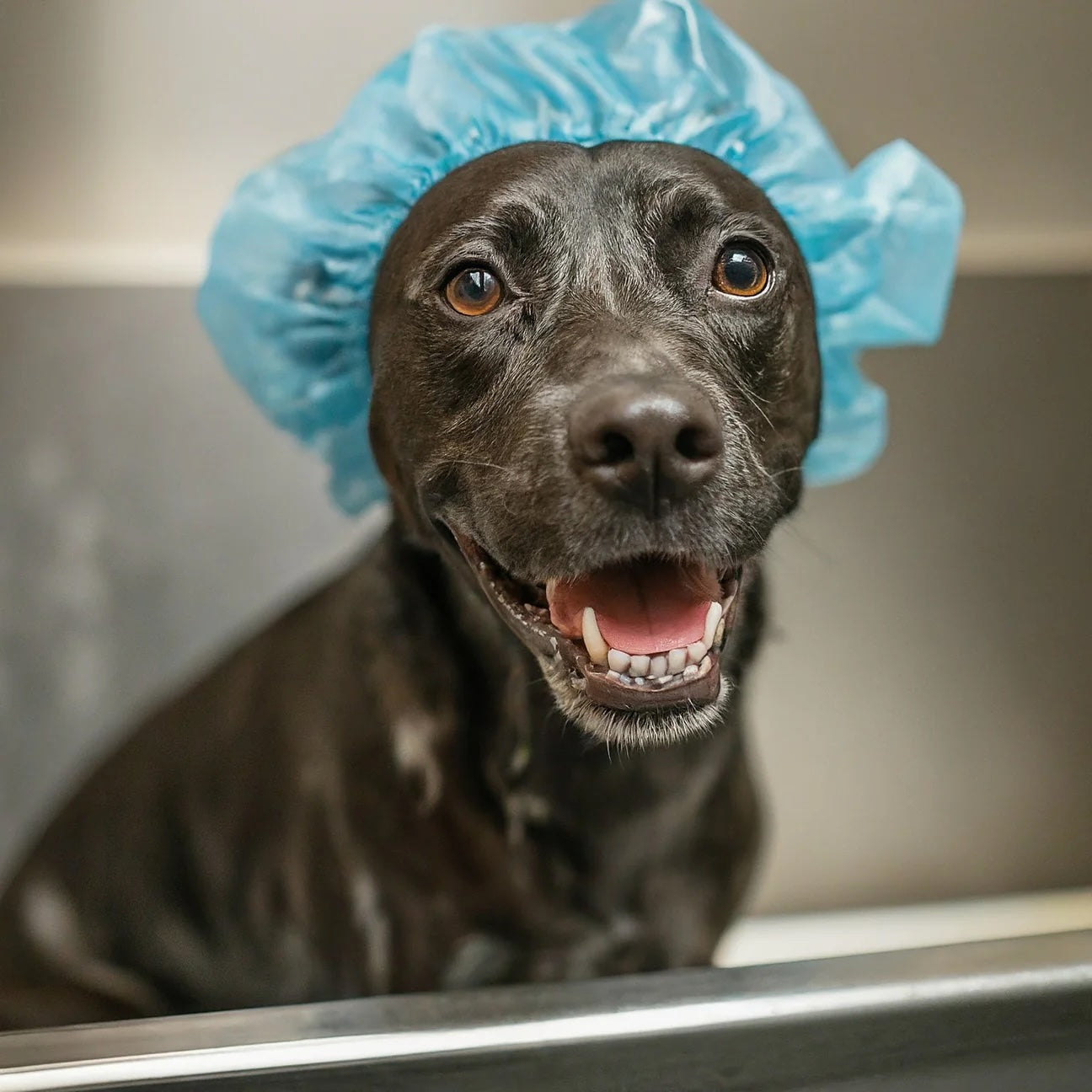 Dog Spa Days, Baths & Dog/Cat Nail Trims