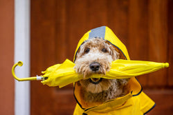 Dog Rain Gear