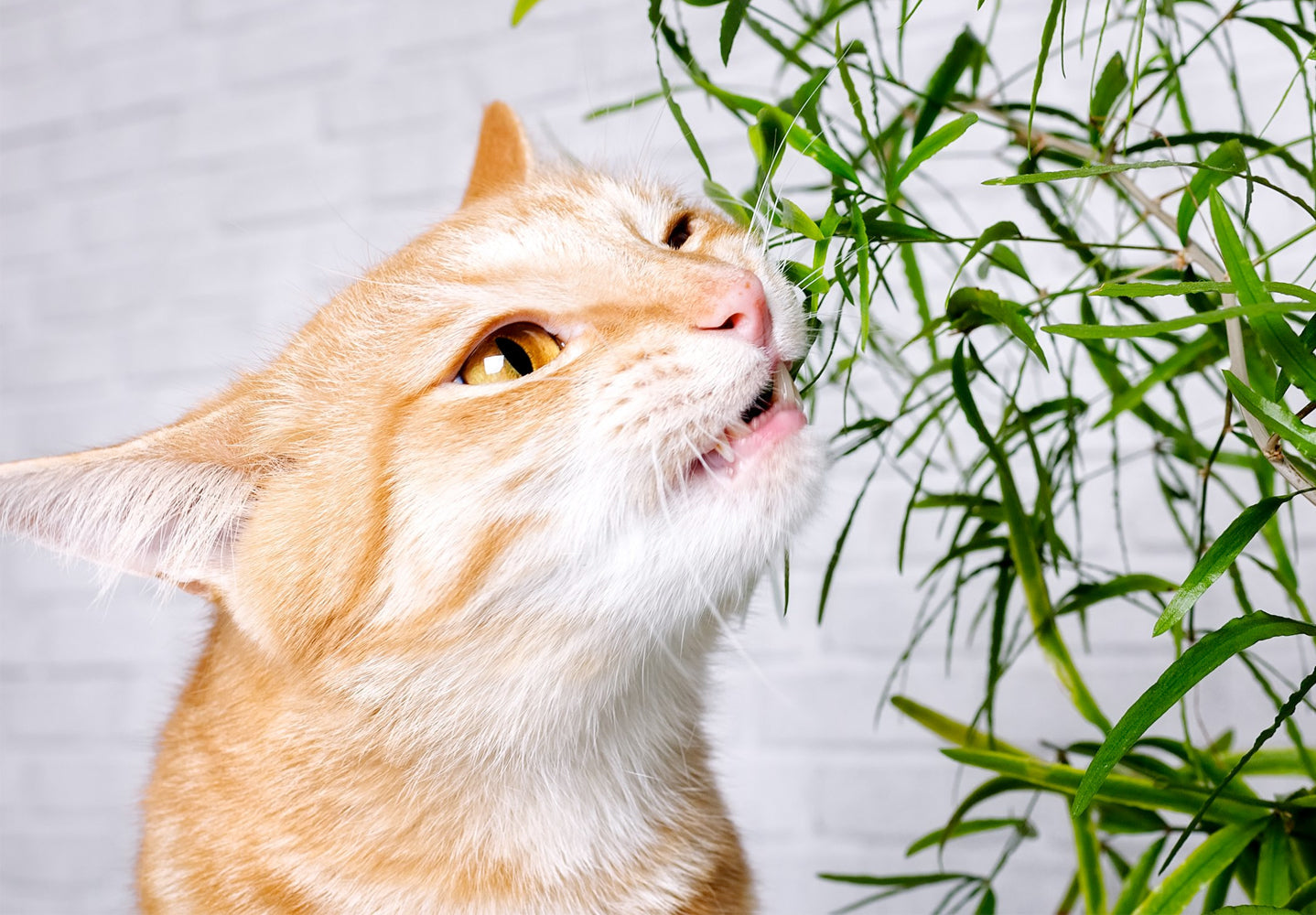 Herbal Cat Supplements