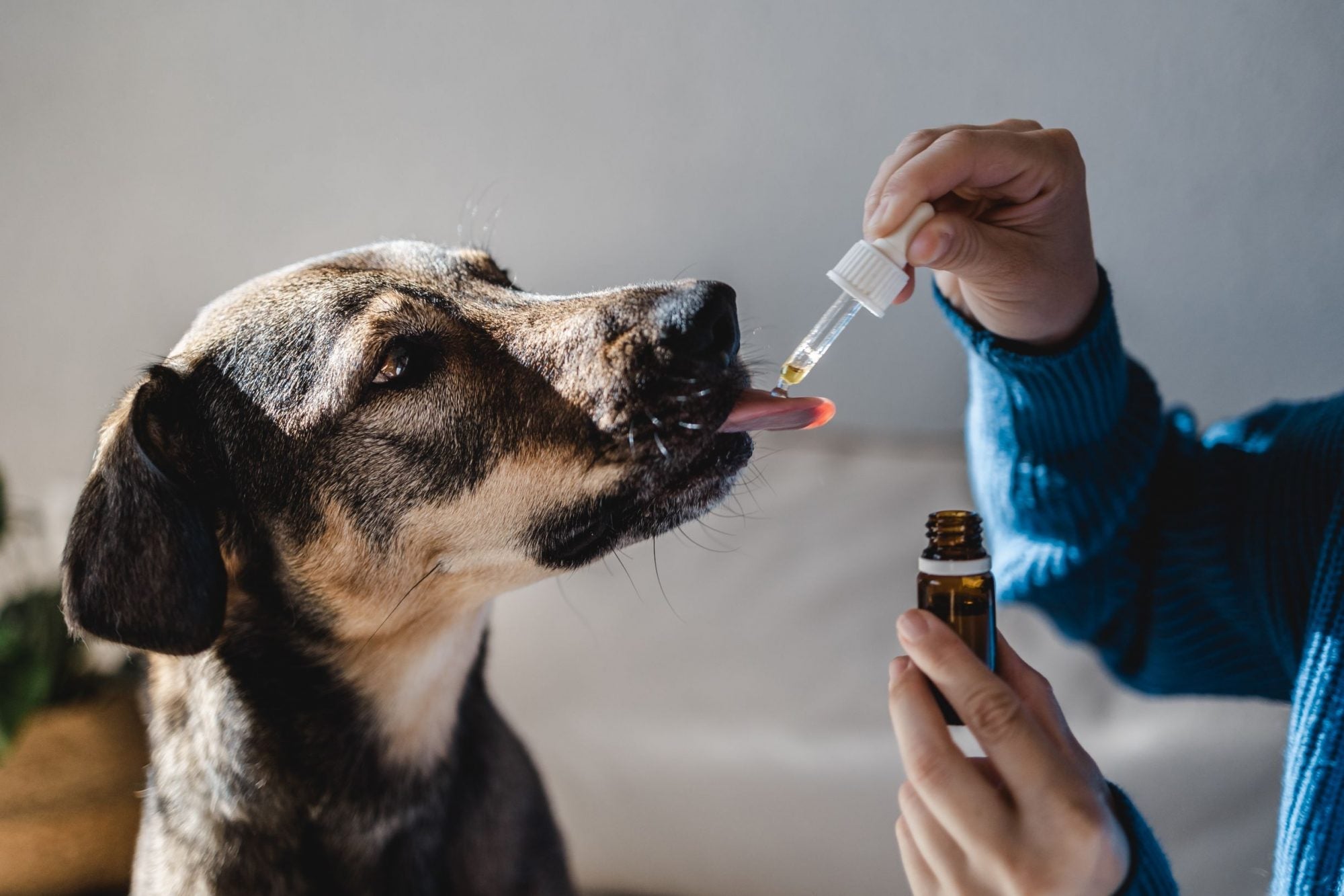 Herbal Dog Supplements