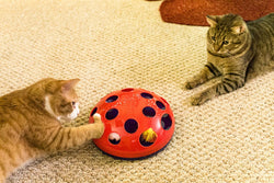 Interactive Cat Toys