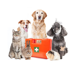 Pet First Aid