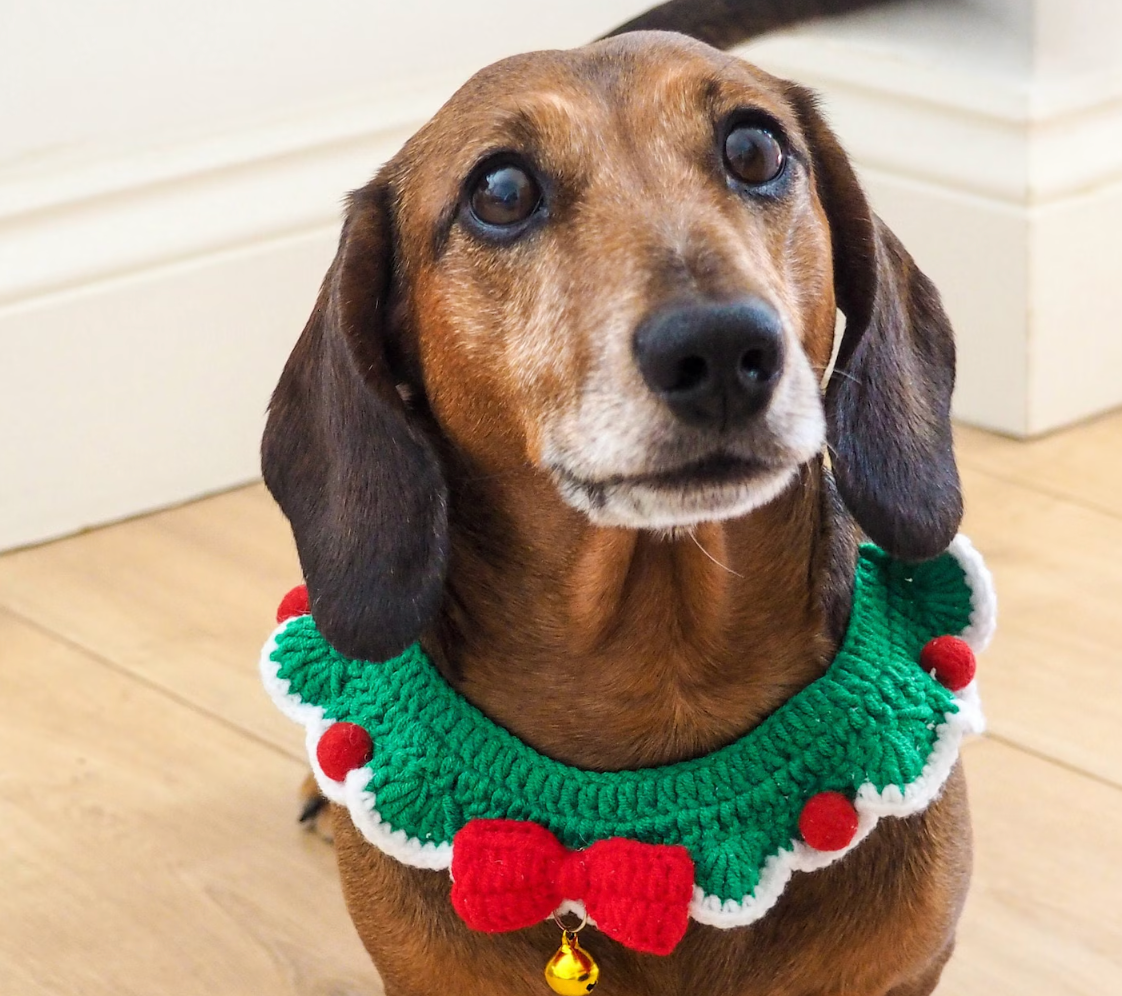 Holiday Pet Collars & Leashes