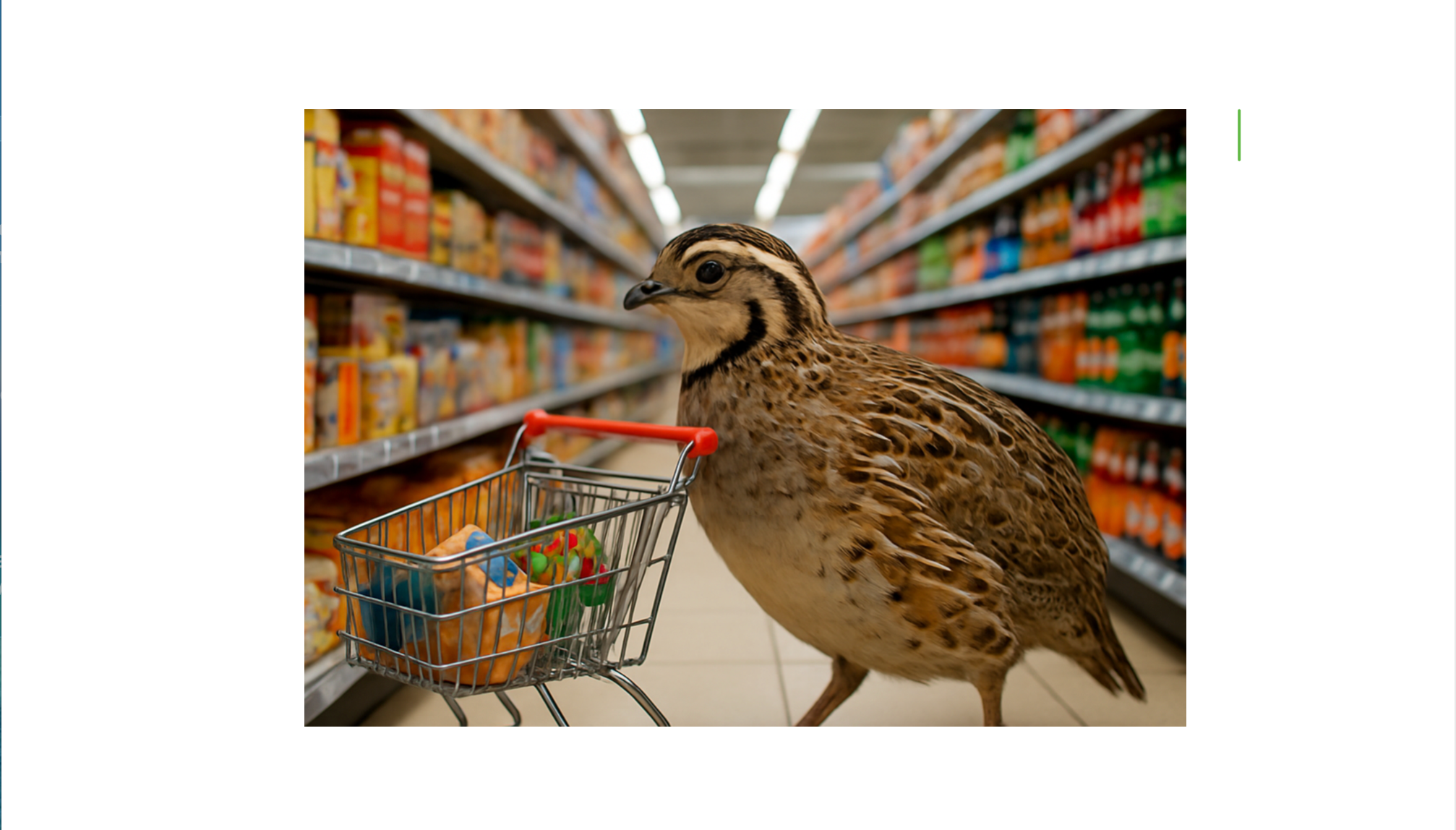 Quail Supplies