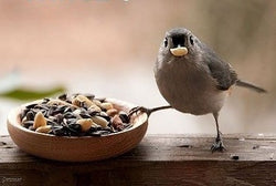 Wild Bird Food