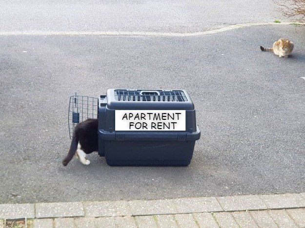 Cat Trees, Condos & Wall Mounted Accessories