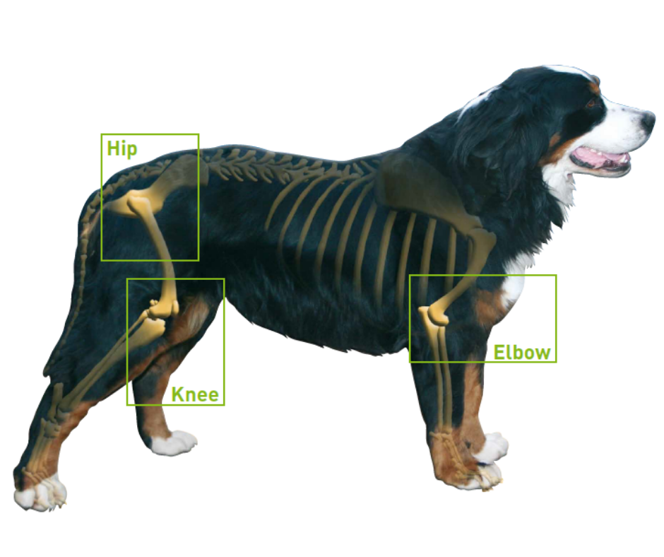 Dog Hip & Joint Treats