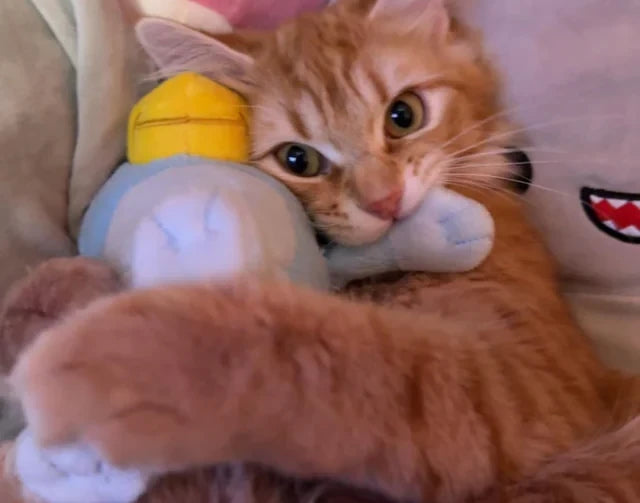 Plush Cat Toys