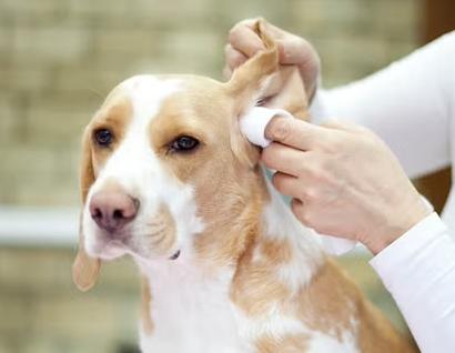 Dog Ear Care