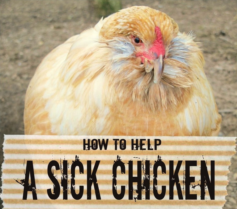 Chicken Supplements & First Aid