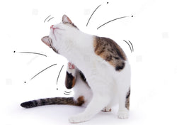 Cat Flea and Tick Treatments