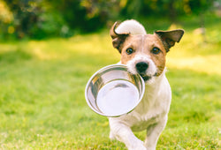 Best Selling Dog Food