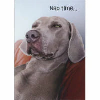 Avanti Squinting Weimaraner Greeting Card