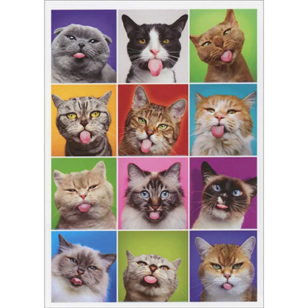 Avanti Cat Square Faces Greeting Card