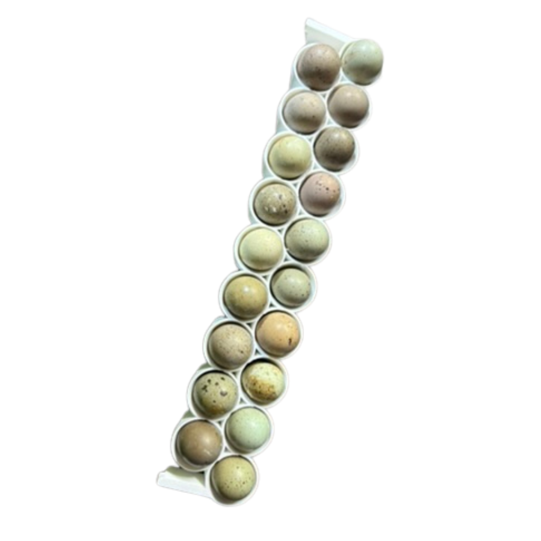 Standard & Button Quail Egg Rails for Cimuka®/Hatching Time® Incubators (CT-Series)