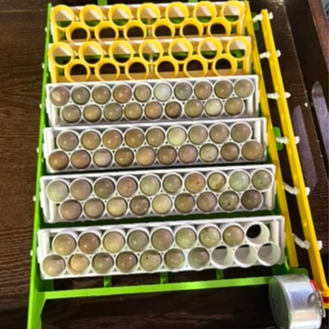 Standard & Button Quail Egg Rails for Cimuka®/Hatching Time® Incubators (CT-Series)