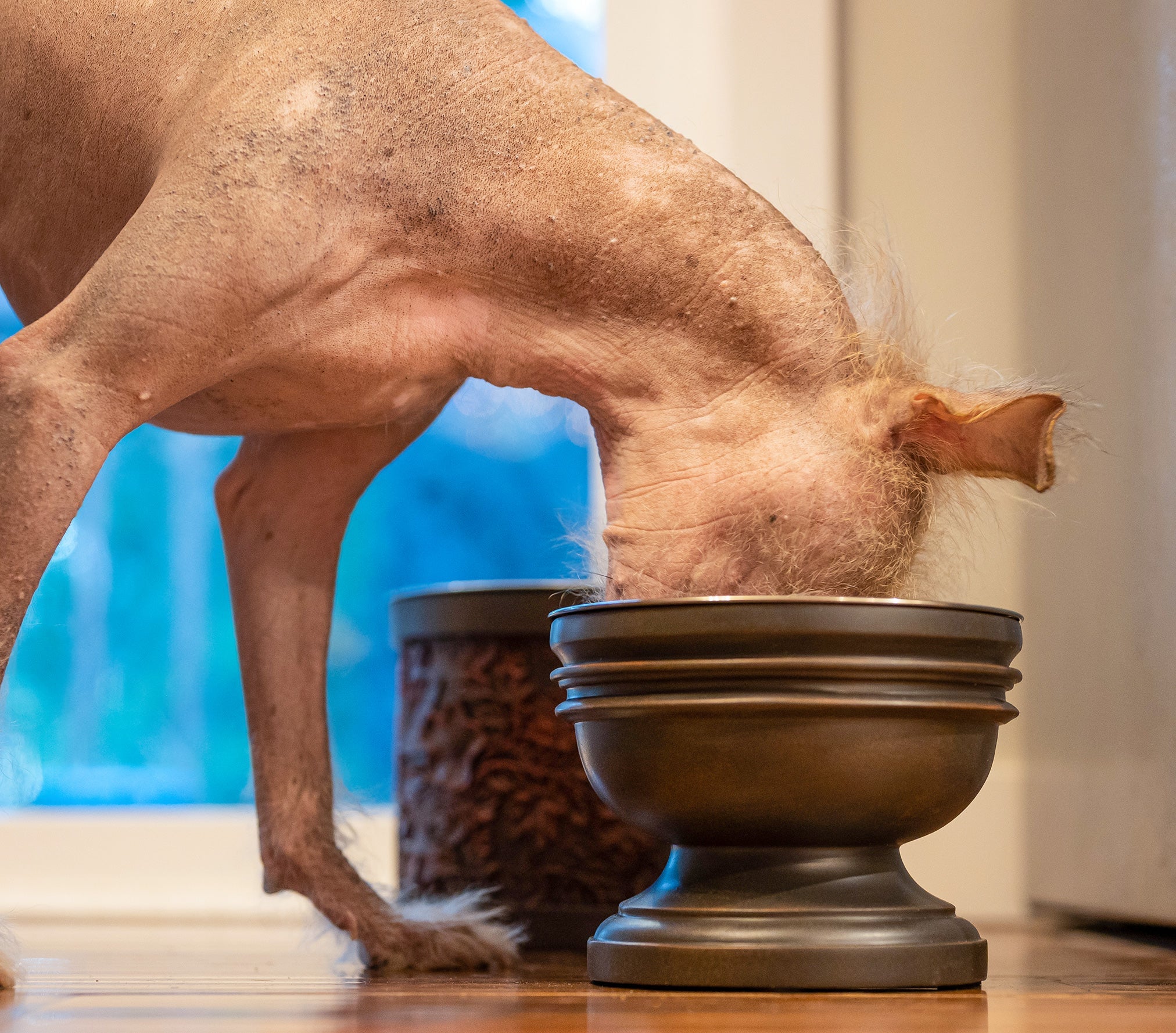 Summit Elevated Dog Bowl