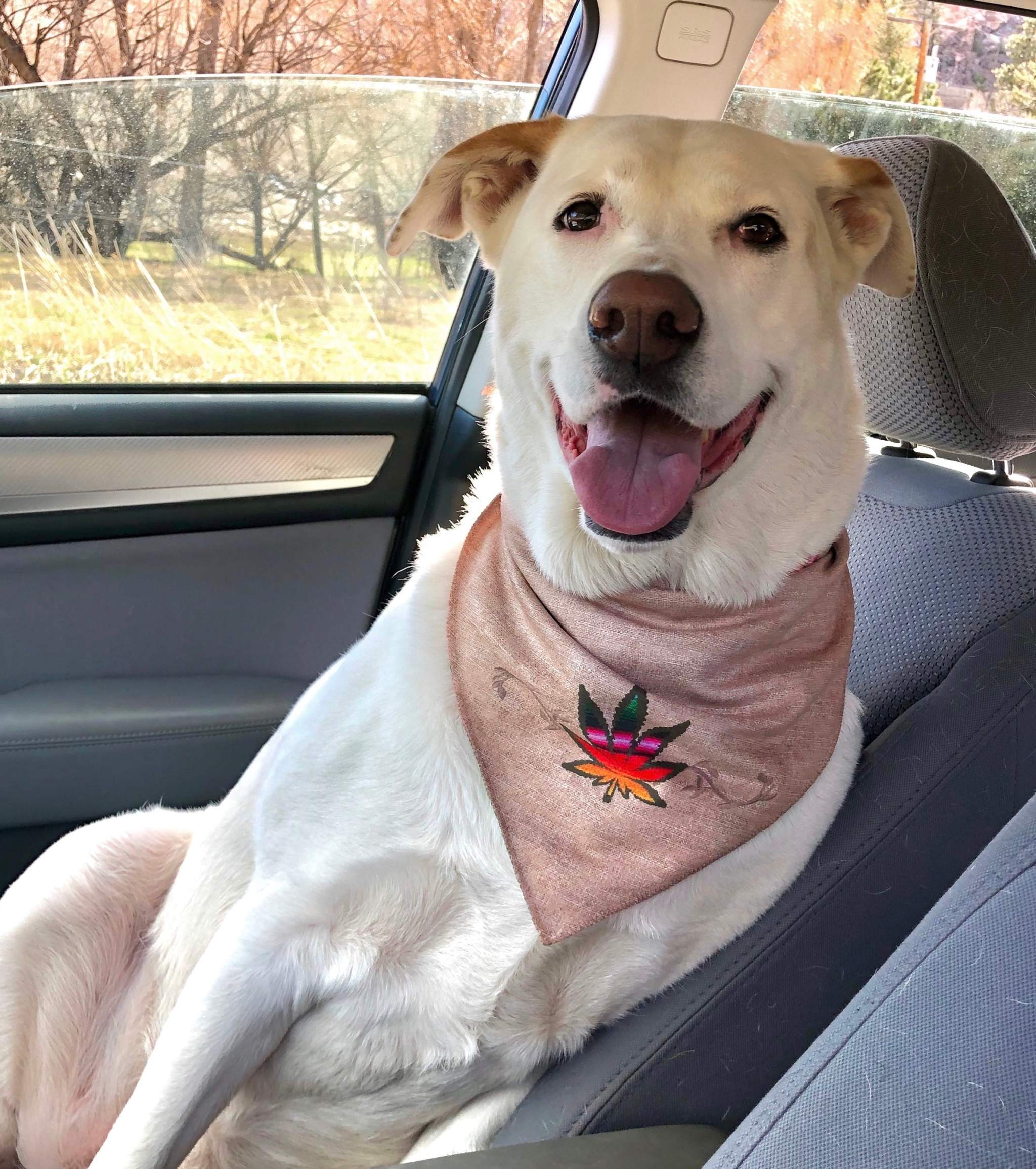 Walk-e-Woo Sport Bandana - Smokin'!