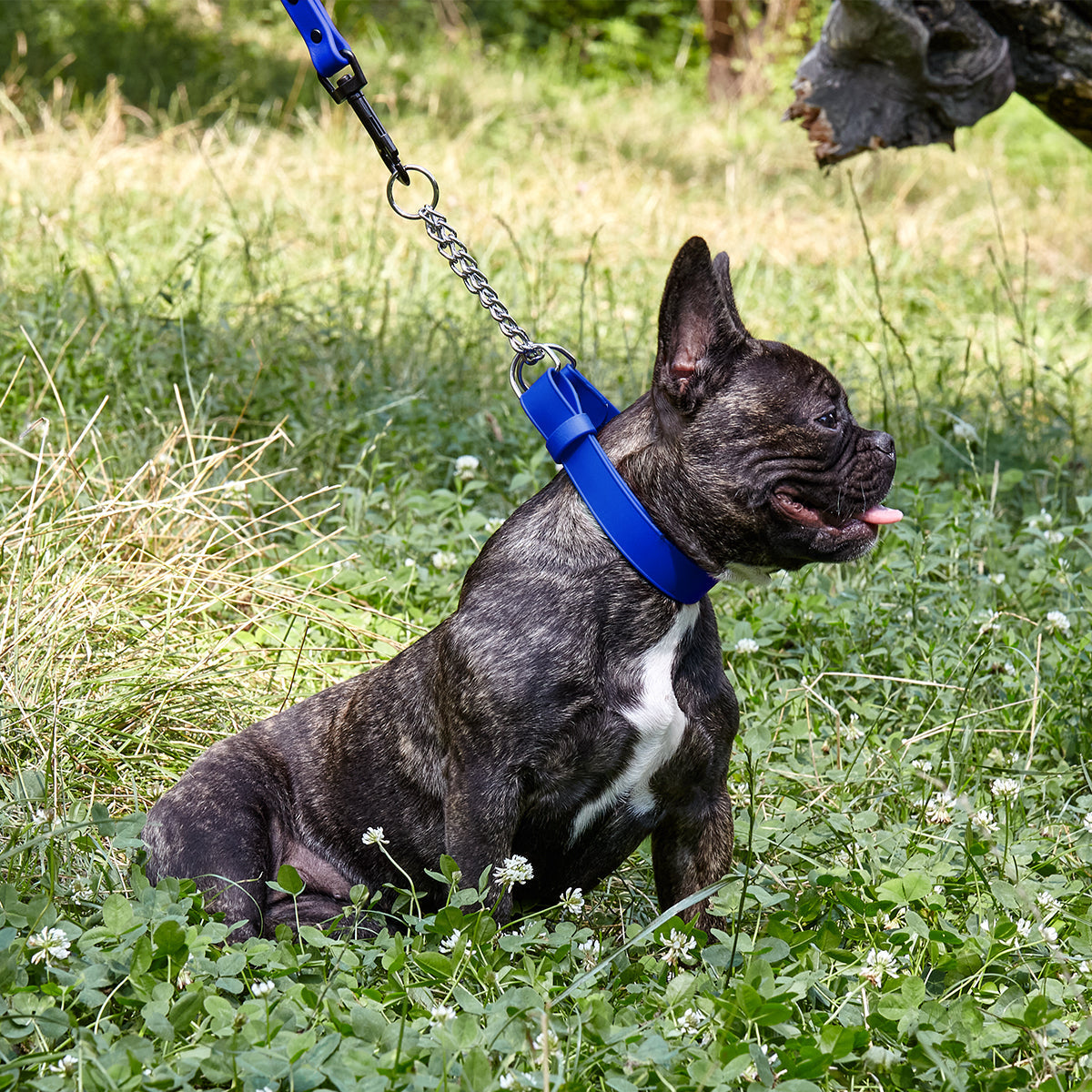 Biothane Adjustable Martingale Collar with Quick Release Buckle