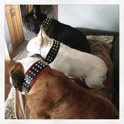 The "Stud" dog collar