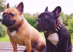 The "Bowtie" collar brown