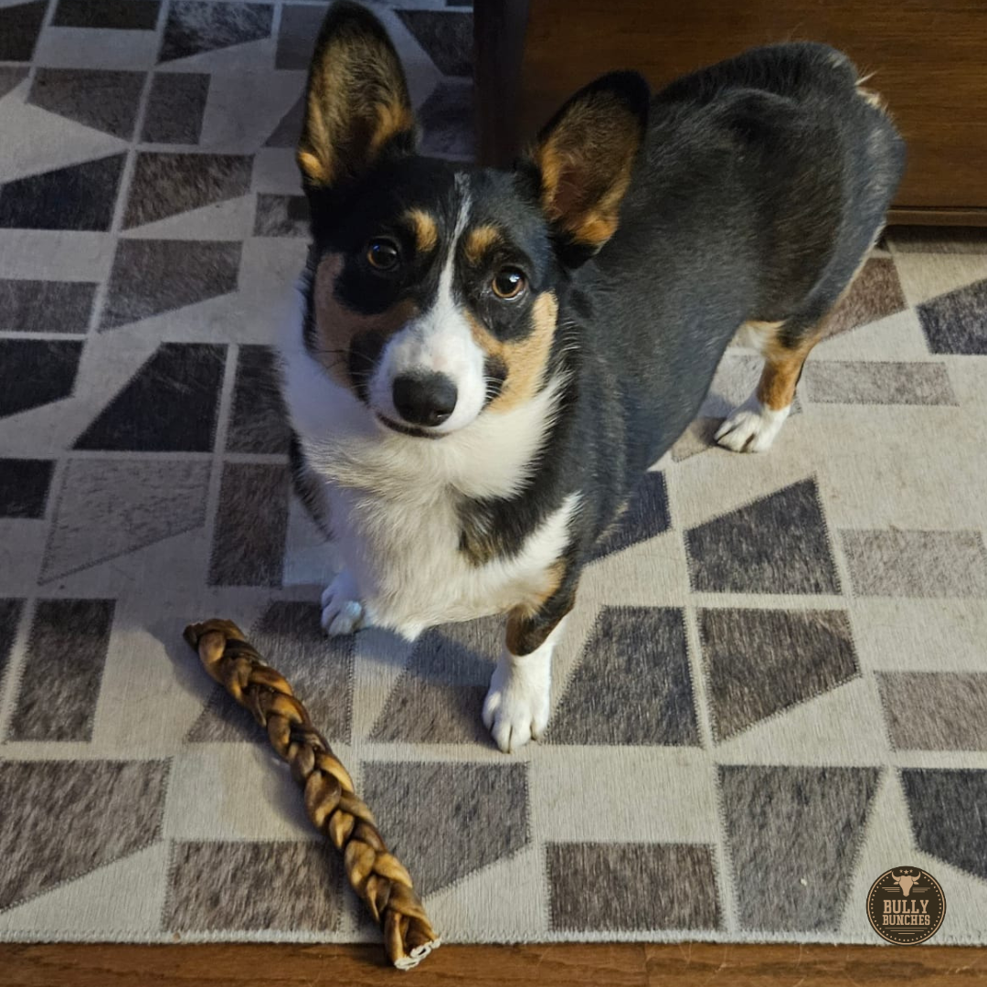 10-12 Inch Braided Collagen Stick