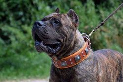 The "Eros" collar 2.5 inch wide Brown