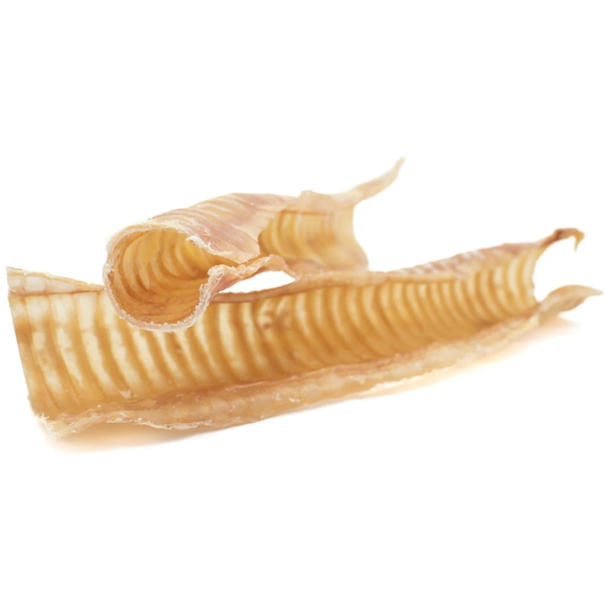 The Family Pet