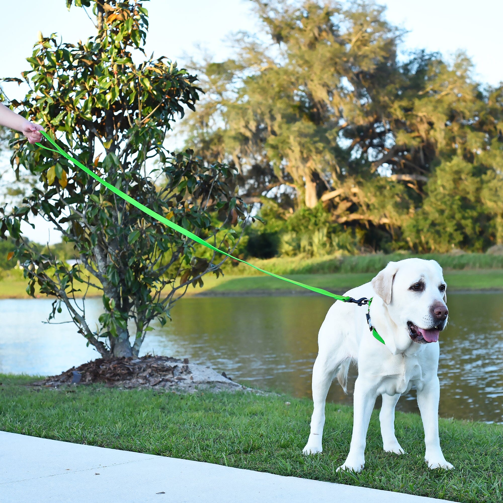Biothane Waterproof Dog Leash 6 ft