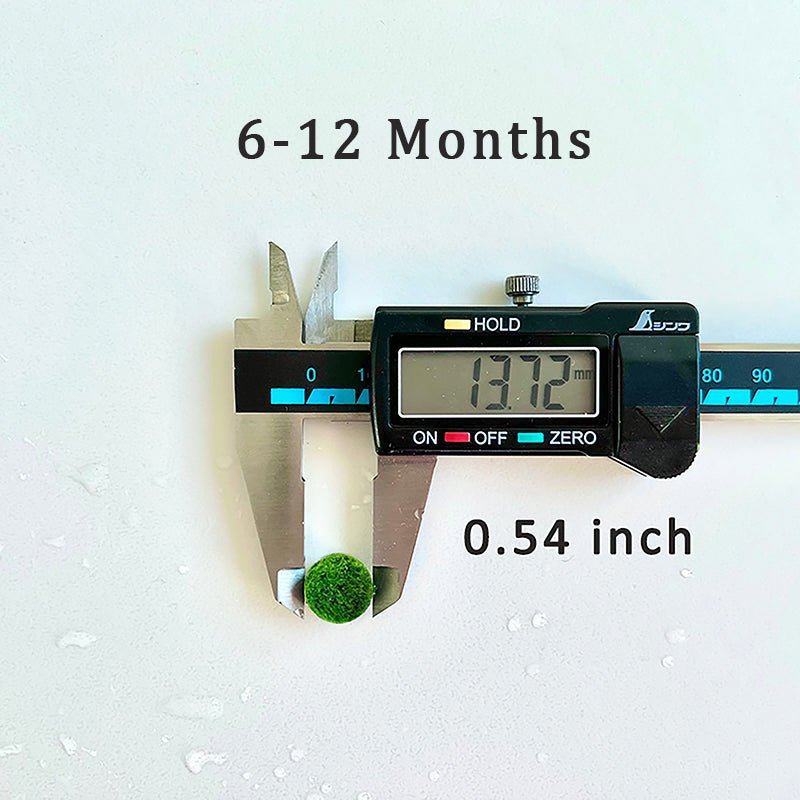 Marimo Moss Balls For Aquarium 20PCS Multiple Size Moss Ball Aqua Plant Pet Bulk Sale - Kokedama Japanese Algae Ball Wholesale