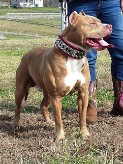 The "Metal" collar- personalized!