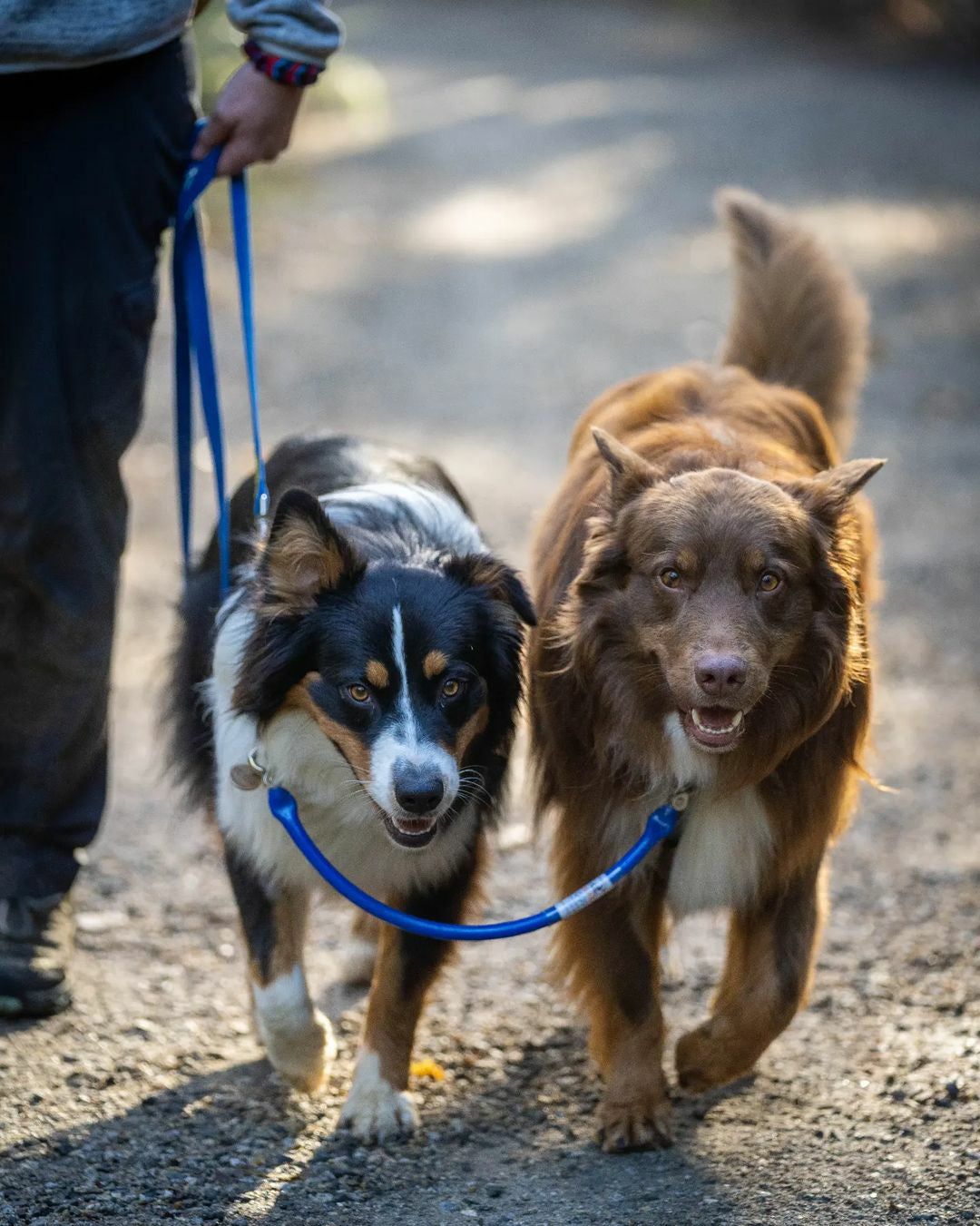 Dog Coupler for Biking and Walking