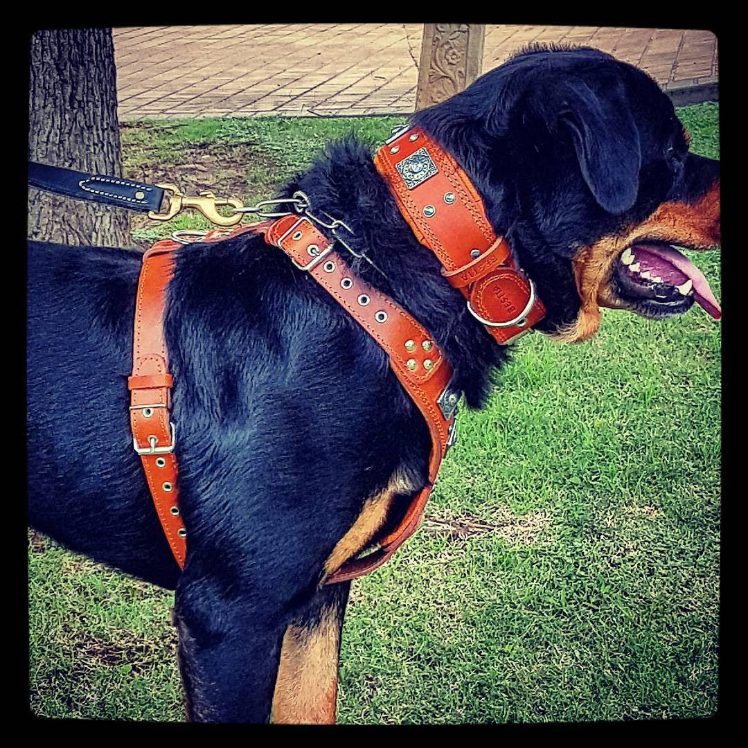 The "Eros" harness brown