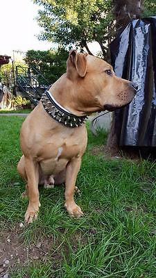 The "Metal" collar- personalized!